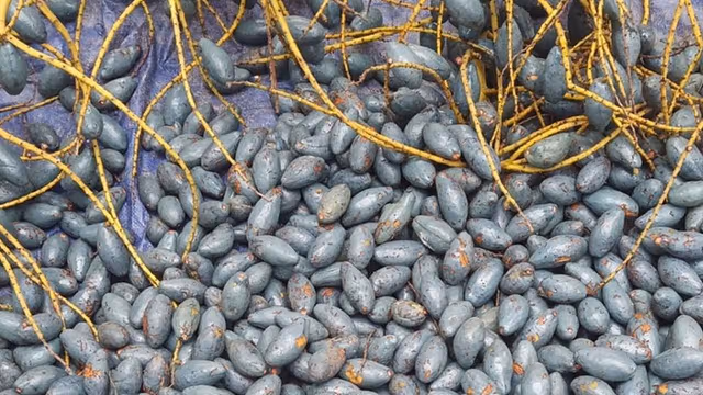 Quả cọ có bao nhiêu calo?