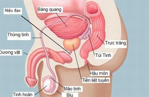 Tuyến tiền liệt dễ bị tấn công bởi vi khuẩn theo đường niệu đạo hoặc đường máu.