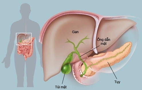 Xét nghiệm bệnh gan ở đâu tốt?