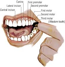 Sâu răng là một trong những bệnh răng miệng phổ biến và có tỉ lệ người mắc cao nhất hiện nay.