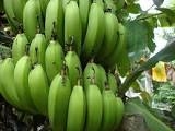 Chữa rối loạn tiêu hóa bằng chuối xanh