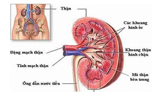 Khám bệnh thận ở đâu