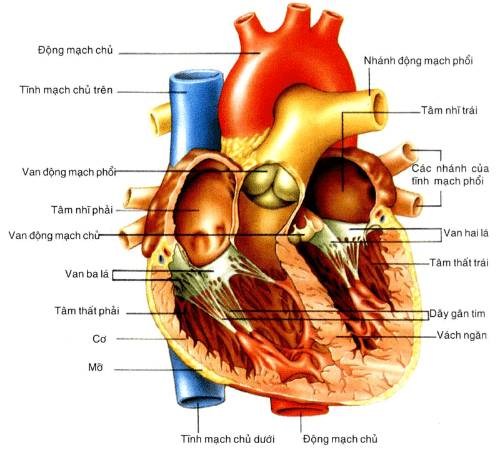 Hình ảnh giải phẫu quả tim