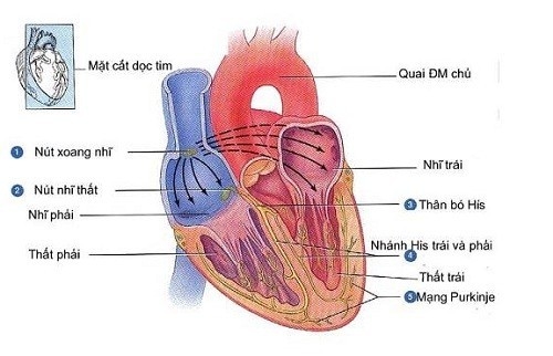 Bệnh cơ tim phì đại tắc nghẽn có chữa được không