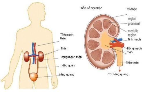 Bệnh suy thận mạn tính rất nguy hiểm