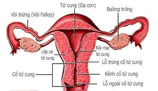 hoi-dap-ve-chung-dau-1-ben-bung-duoi.jpg2
