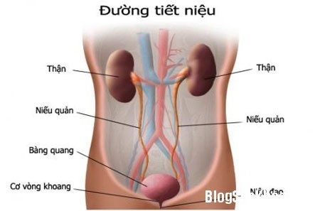 viem-duong-tiet-nieu-la-gi