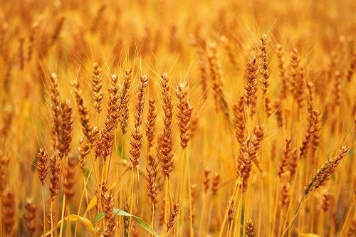 Người bị dị ứng với gluten cần tránh các thực phẩm như lúa mạch để phòng chống nguy cơ thiếu máu.