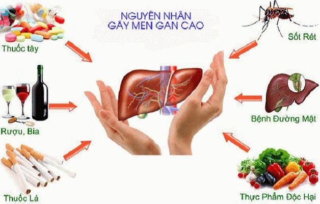 Chỉ số men gan trong máu tăng cao là dấu hiệu cảnh báo nhiều bệnh tim nguy hiểm.