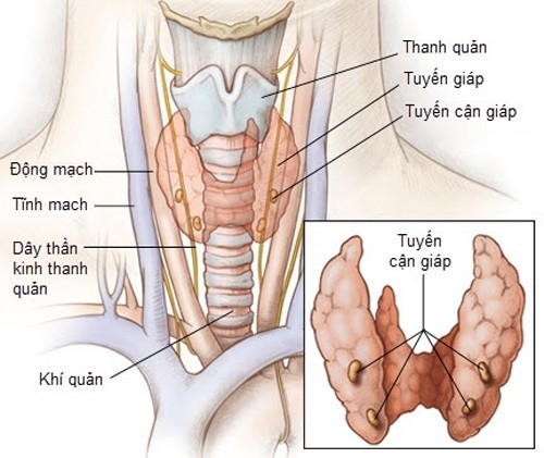 Chức năng tuyến giáp là sản xuất hormone. 
