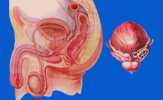 U xơ tuyến tiền liệt còn gọi là bướu lành tuyến tiền liệt, là một khối u lành tính thường xuất hiện ở nam giới khi tuổi bắt đầu cao (ít xuất hiện ở nam giới dưới 50 tuổi).