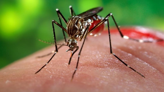 83 người Sài Gòn nhiễm virus Zika