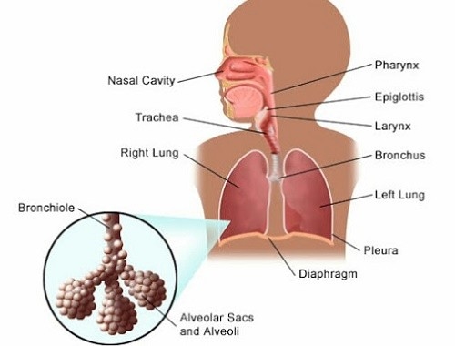 Nguyên nhân gây viêm tiểu phế quản cấp thường là do các virut như virut hợp bào hô hấp, virut cúm và á cúm.