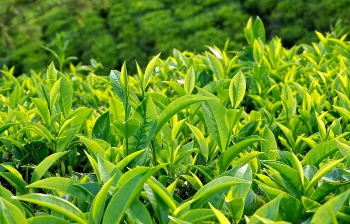 Chè xanh có tác dụng kháng viêm, se niêm mạc nên thường được nhiều chị em sử dụng để chữa bệnh huyết trắng sau sinh