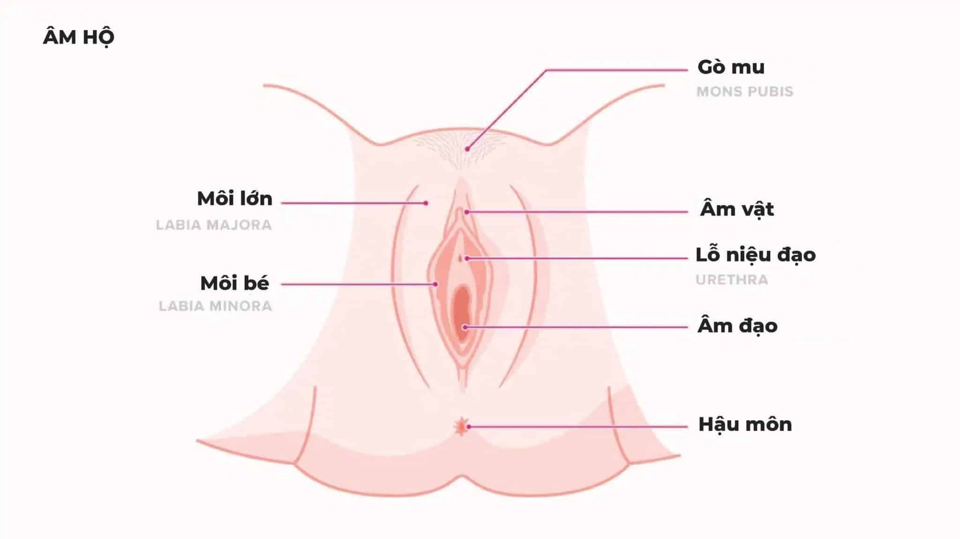 Hình ảnh các bộ phận sinh dục nữ giới bên ngoài