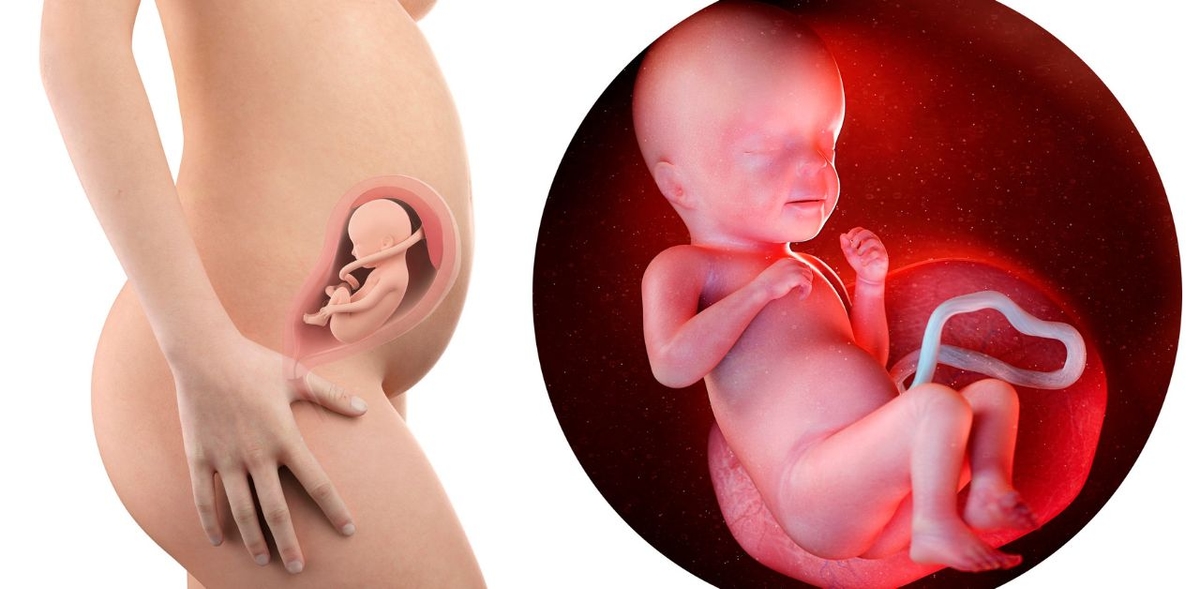 Những dấu hiệu nhận biết phôi thai ngừng phát triển