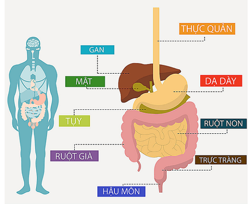 Ung thư có thể gặp ở nhiều cơ quan như dạ dày, thực quản, đại tràng, trực tràng, hậu môn...