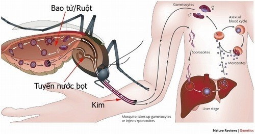 Sốt xuất huyết là bệnh truyền nhiễm qua con đường trung gian là muỗi đốt