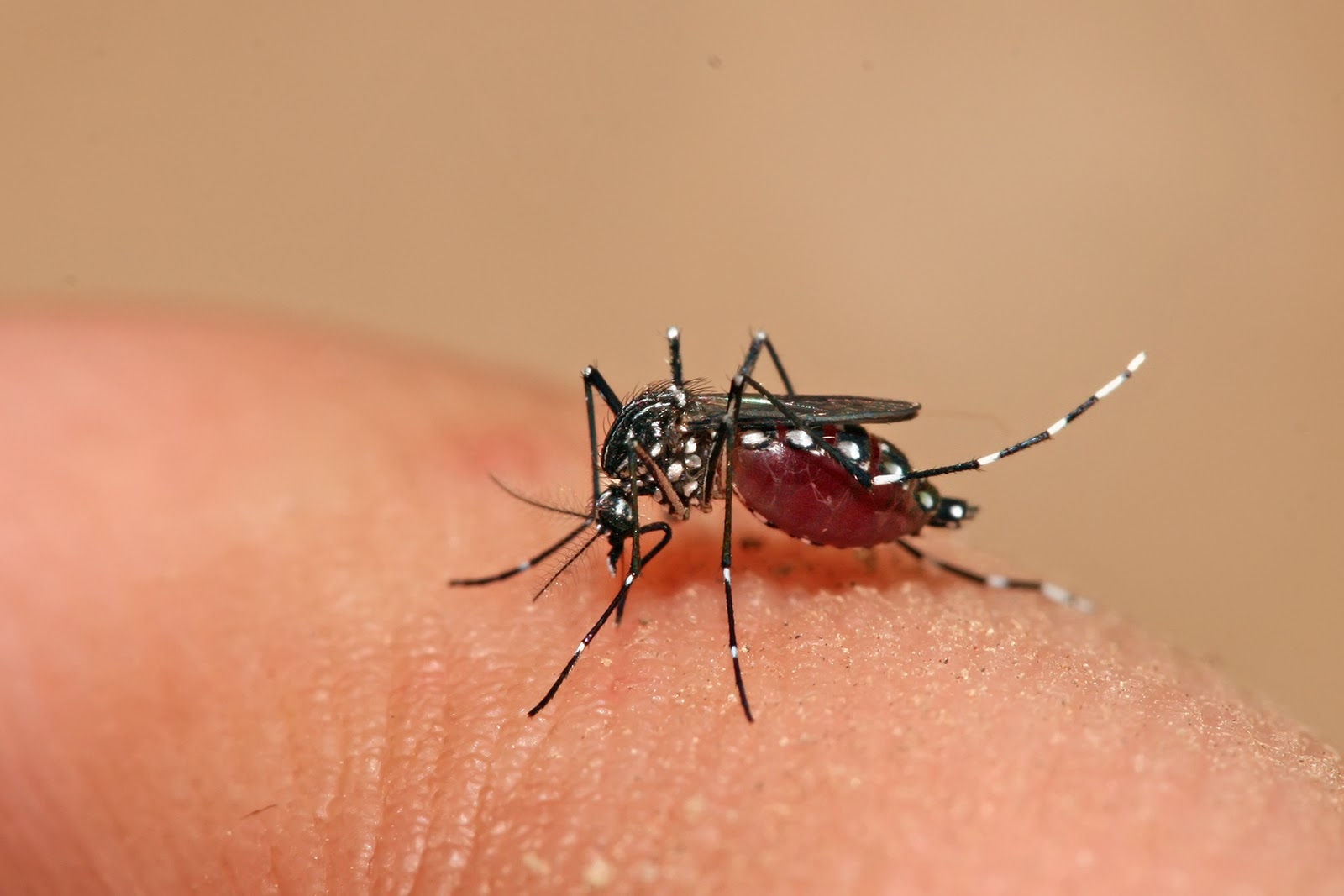 VTV2 kết hợp BV Thu Cúc giải đáp về muỗi Aedes Aegypty và sốt xuất huyết