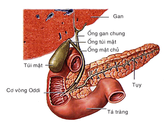 Sỏi mật không được điều trị kịp thời có thể gây biến chứng áp xe gan