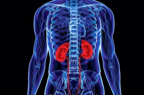Vị trí của thận ở đâu là vấn đề nhiều người băn khoăn