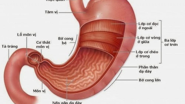 Cẩn thận với viêm xung huyết hang vị dạ dày
