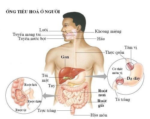 Ung thư đường tiêu hóa là nhóm bệnh ung thư phổ biến nhất