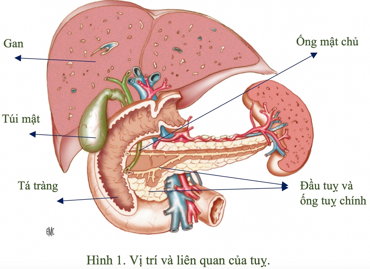 Ung thư tuyến tụy có di truyền không?