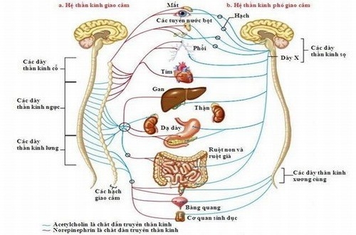 Rối loạn thần kinh thực vật là sự mất cân bằng của 2 hệ thống thần kinh giao cảm và phó giao cảm.