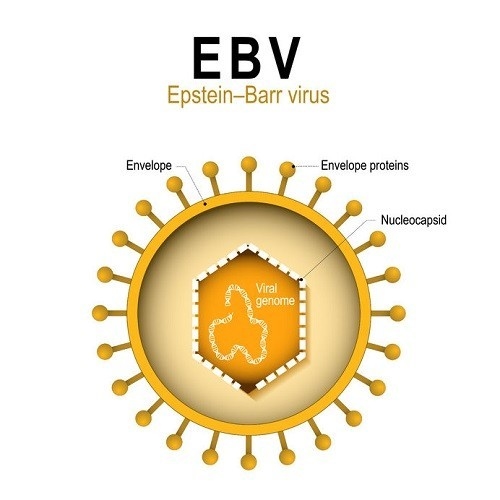 EBV tăng nguy cơ ung thư vòm họng