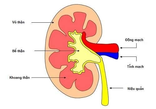 Bệnh viêm cầu thận cấp là một đợt viêm cầu thận xảy ra bất ngờ và đột ngột.