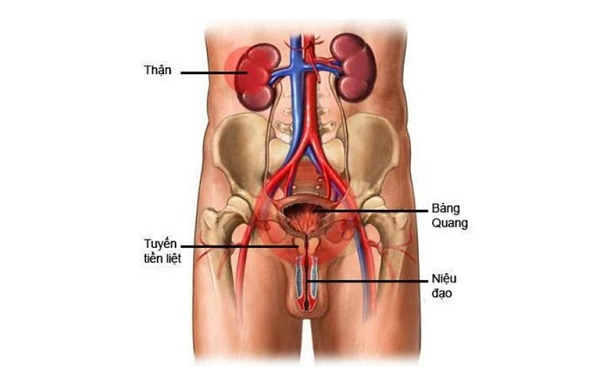 Hình ảnh mô tả viêm đường tiết niệu ở nam giới.