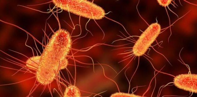 Khuẩn Ecoli là một trong những nguyên nhân chính gây nên hiện tượng tiêu chảy ở trẻa