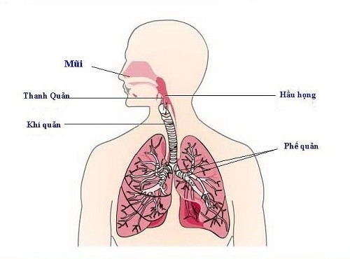viêm phổi thùy là gì?