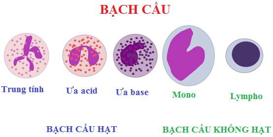 bạch cầu lympho là gì?