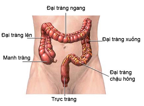 đại tràng là gì