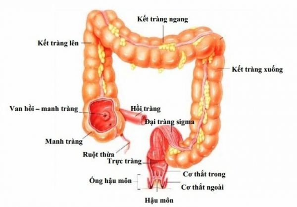 kết tràng là một phần của đại tràng