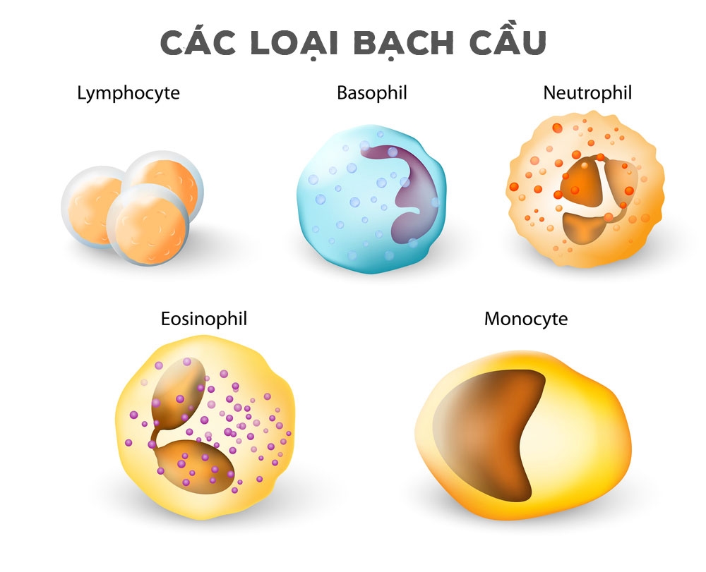 Baso là gì? Mục đích khi xét nghiệm chỉ số Baso