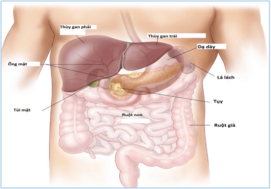 Vị trí của gan ở đâu trên cơ thể