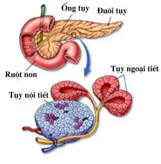 Tụy có cấu trúc gồm ba phần: đầu tụy, thân tụy và đuôi tụy
