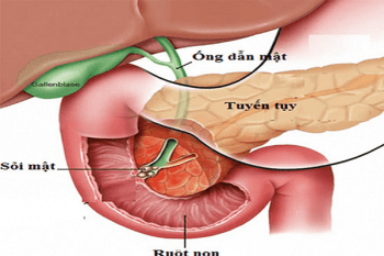 Tuyến tụy là một trong những bộ phận quan trọng thuộc hệ tiêu hóa, là bộ phận quan trọng trong cơ thể con người./em