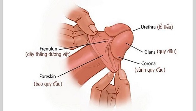 Bao quy đầu là một lớp mô mỏng bao phủ đầu dương vật