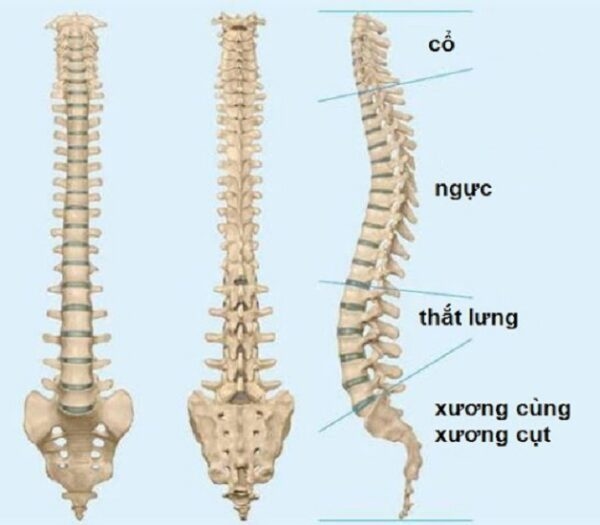 cột sống thắt lưng