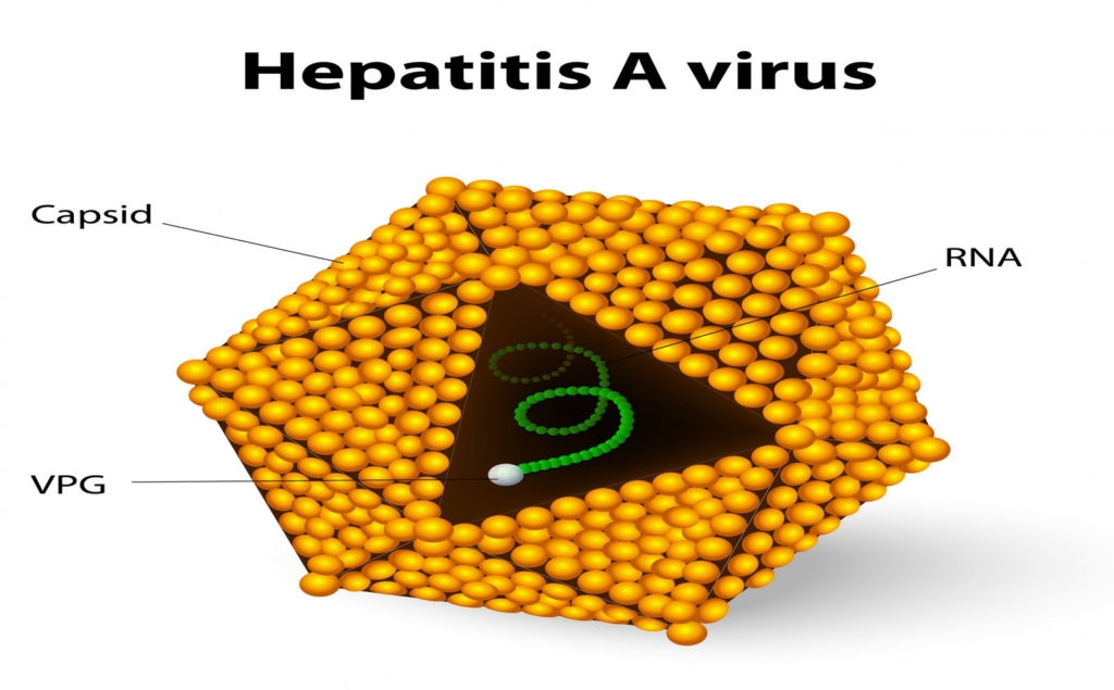 Viêm gan A là gì mà để lại cho cơ thể chúng ta nhiều mối nguy như vậy? Virus HAV liệu sẽ phá hủy tế bào gan của chúng ta như thế nào?