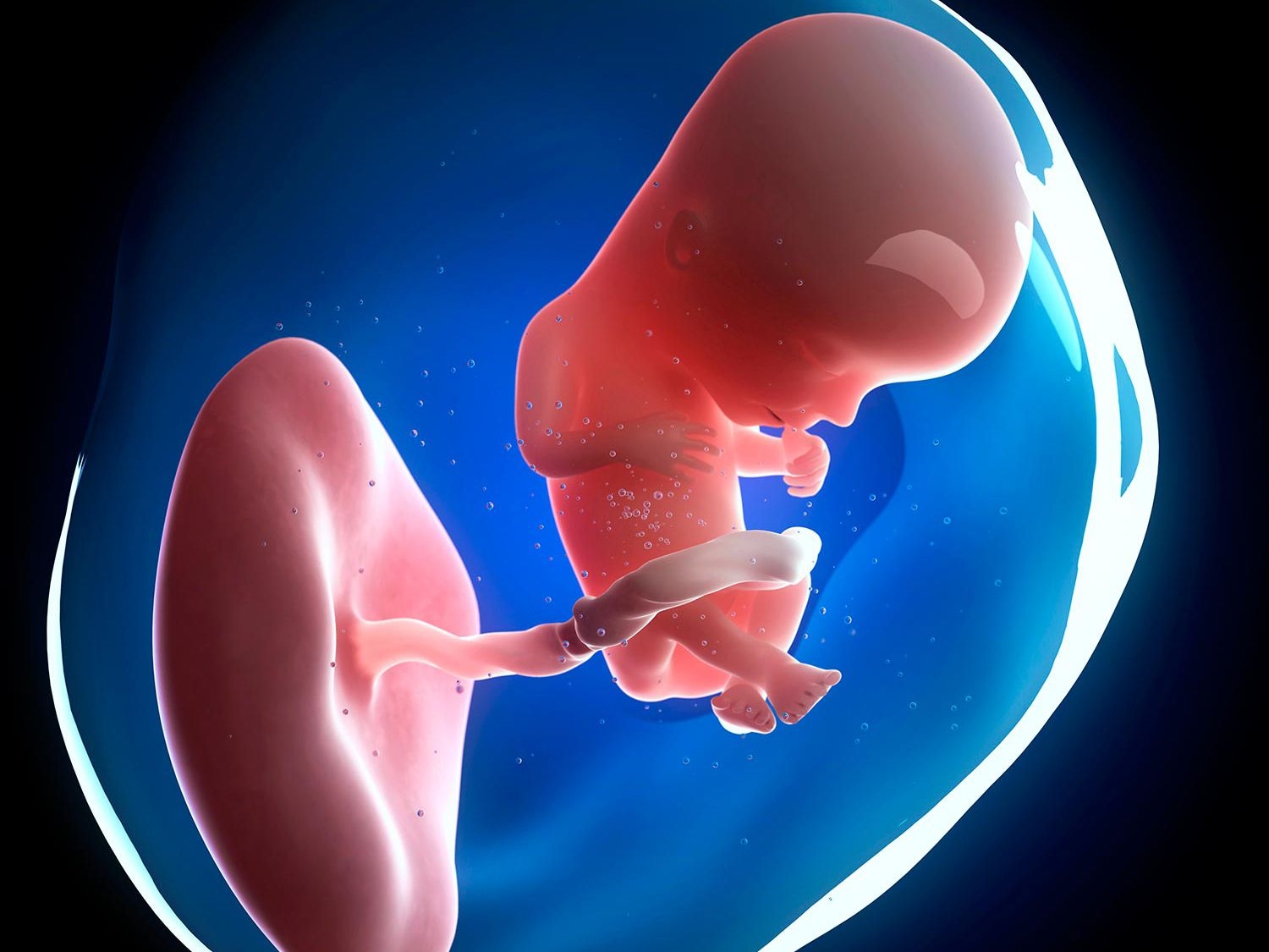 Tìm hiểu từ A đến Z quá trình phát triển của thai nhi