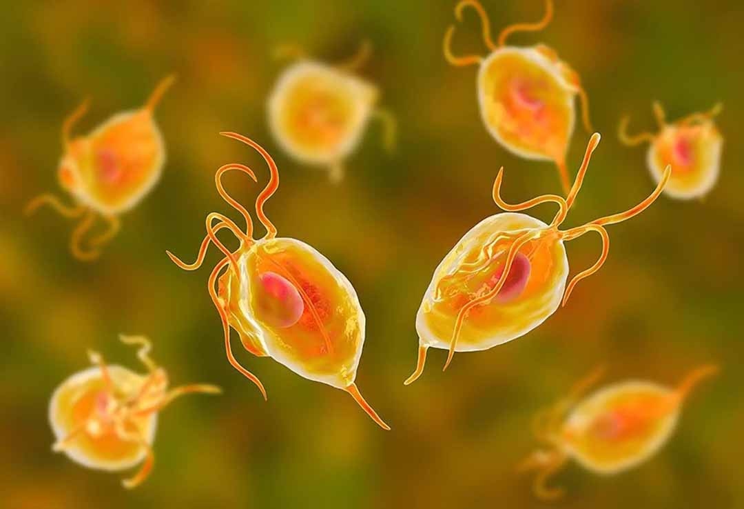 trùng roi Trichomonas gây nên bệnh lý viêm âm đạo, một trong những bệnh lý có triệu chứng khí hư dạng bột