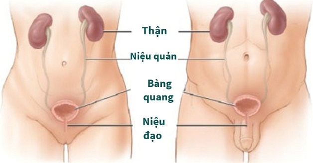 Viêm đường tiết niệu bệnh học là bệnh lý dễ điều trị nhưng dễ tái phát