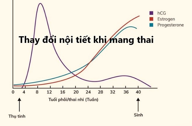 Sự thay đổi nồng độ các hormone nội tiết tố trong cơ thể là nguyên nhân gây ra hiện tượng ngứa vùng kín khi mang thai
