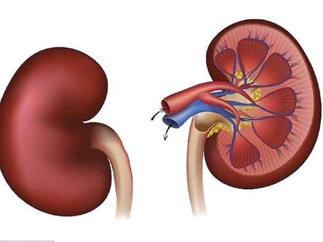 Tán sỏi thận qua da xâm lấn tối thiểu, ít gây ảnh hưởng đến thận