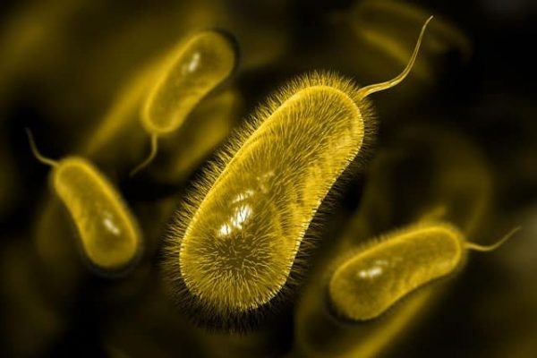 Vi khuẩn HP là bệnh gì? Hình ảnh vi khuẩn HP khi xâm nhập vào cơ thể